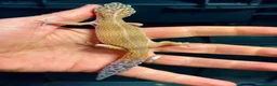 Leopard Gecko reptiles for sale: STUNNING LEOPARD GECKOS WOW AMAZING LAST FEW  - Advert 9