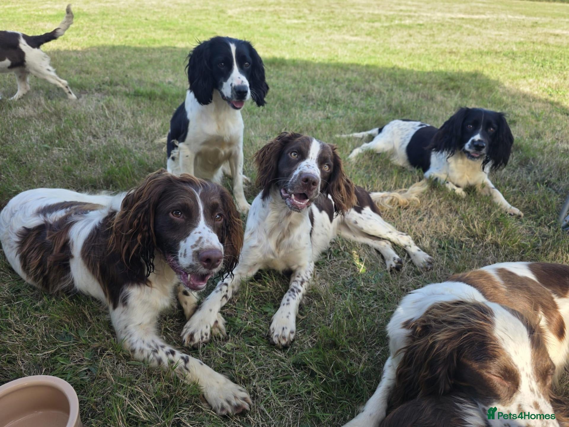 English Springer Spaniel dogs Ready KC Health Tested, Home Reared 5 ⭐️ Vetted  - Advert 2
