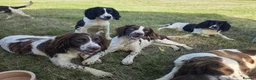 English Springer Spaniel dogs for sale: Outstanding Home Reared KC 5 ⭐️ Vetted Ready now  - Advert 9