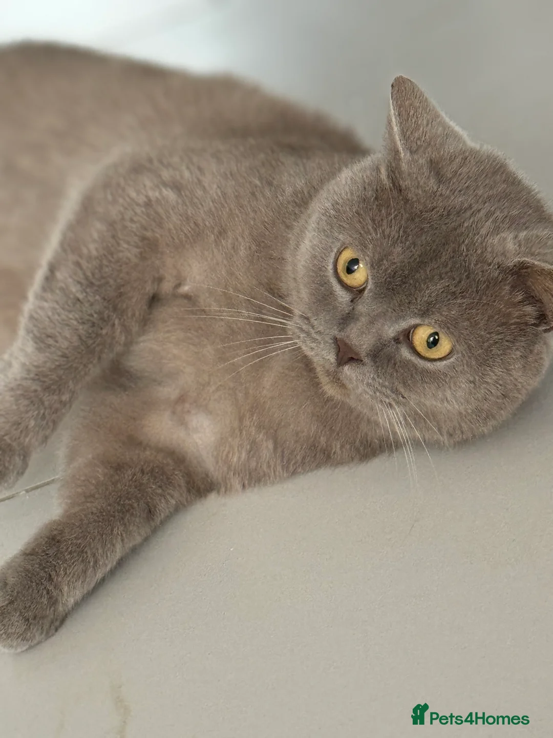 British Shorthair cats for sale: 3 year old british short hair, male - Advert 6