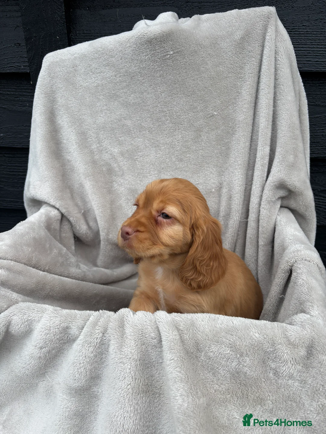 Cocker Spaniel dogs for sale: 5 beautiful kc reg cocker spaniel puppies  - Advert 8