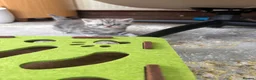 Scottish Fold cats for sale: 😊Tabby Scottish fold  - Advert 11
