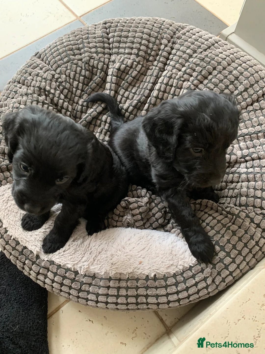 Cocker Spaniel dogs for sale: Beautiful Working Cocker Spaniel Puppies - Advert 4