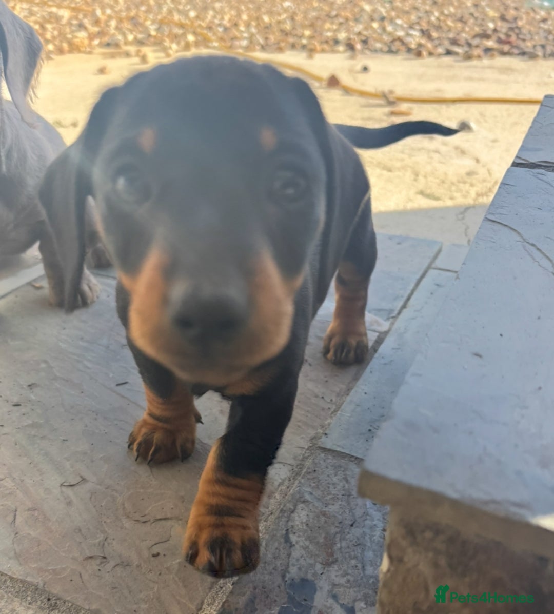 Miniature Dachshund dogs for sale: true miniature dachshunds - Image 9