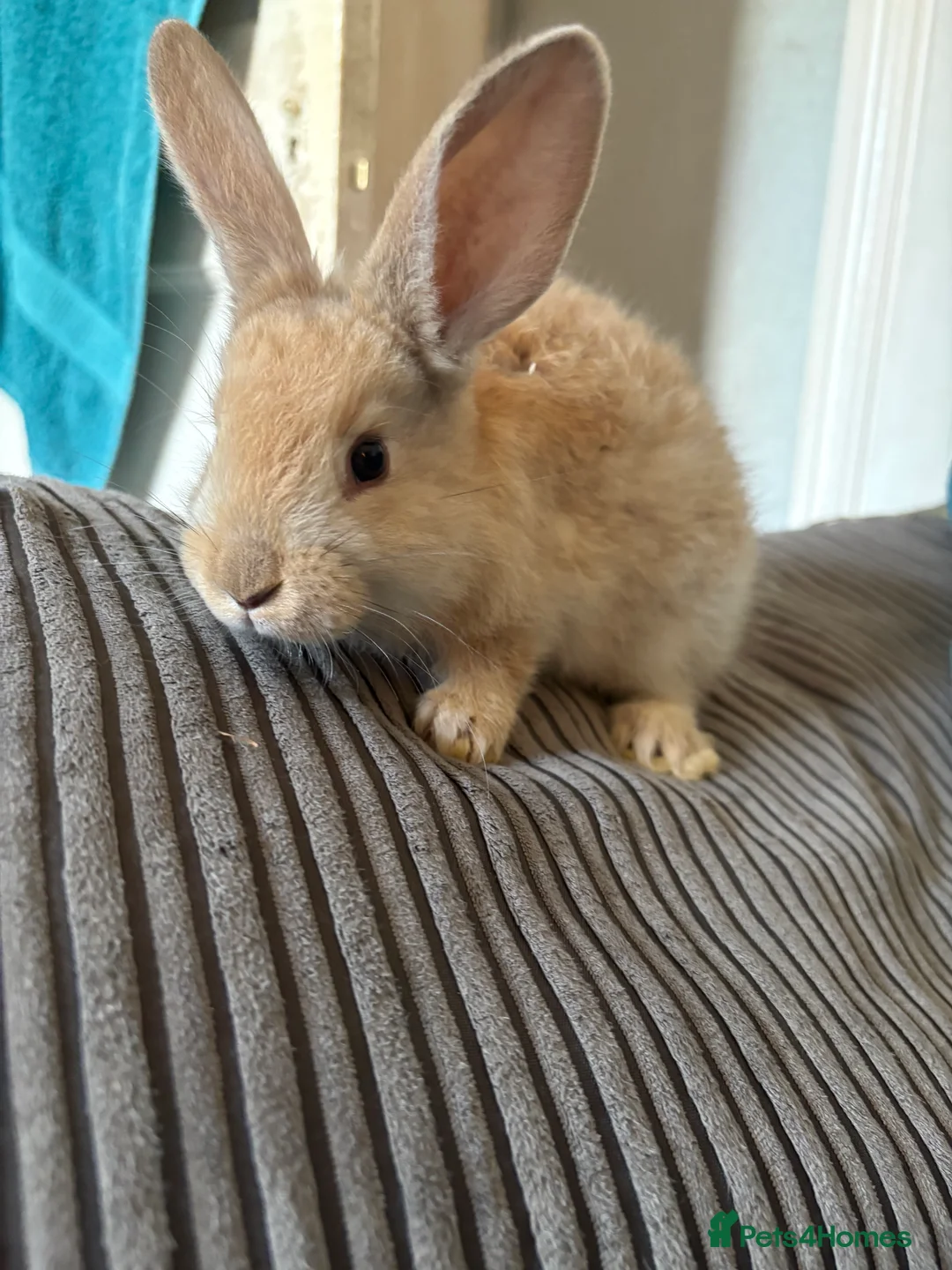 Continental Giant rabbits for sale: Beautiful continental giant babies  - Advert 3