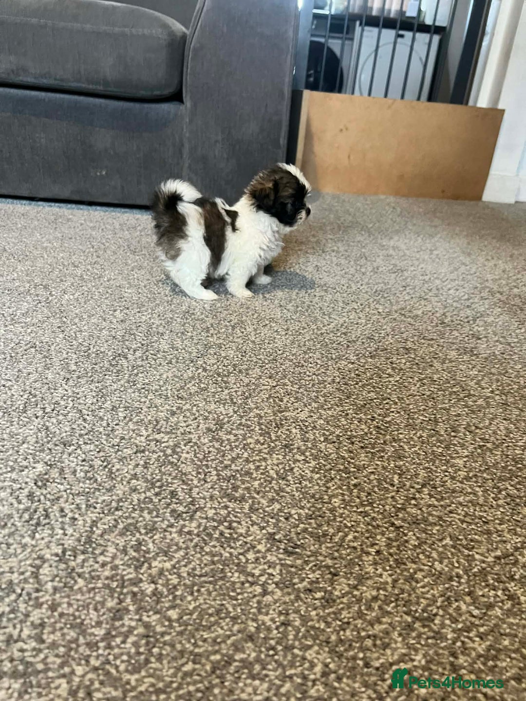 Zuchon dogs for sale: Bichon x Westie x Shih zu  - Advert 4