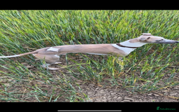 Whippet dogs for stud: Stud whippet - Image 3
