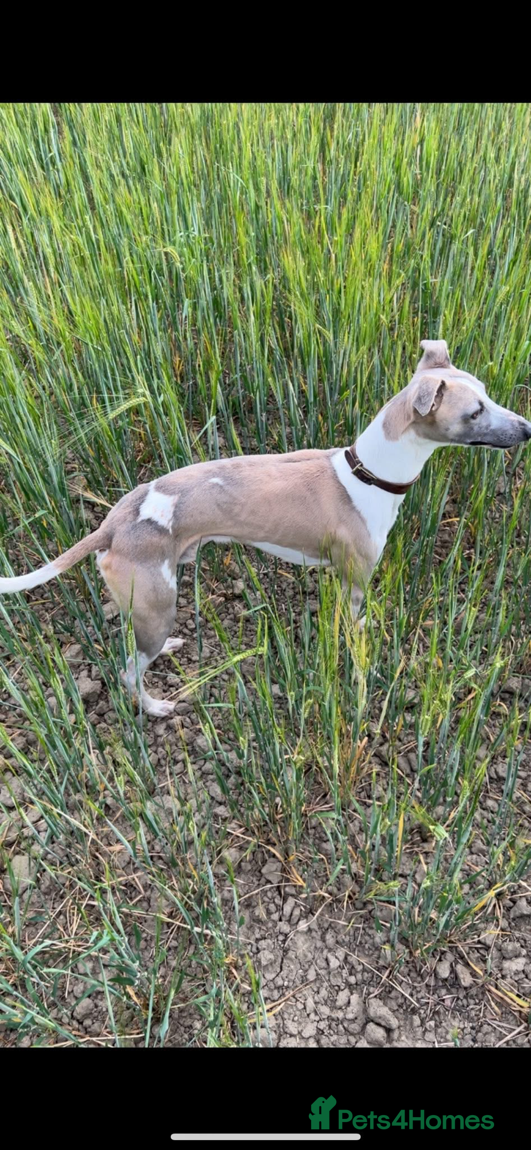 Whippet dogs for stud: Stud whippet - Image 3