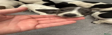 Miniature Dachshund 4