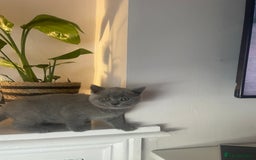 British Shorthair cats for sale: Beautiful British short hair kittens  - Image 18