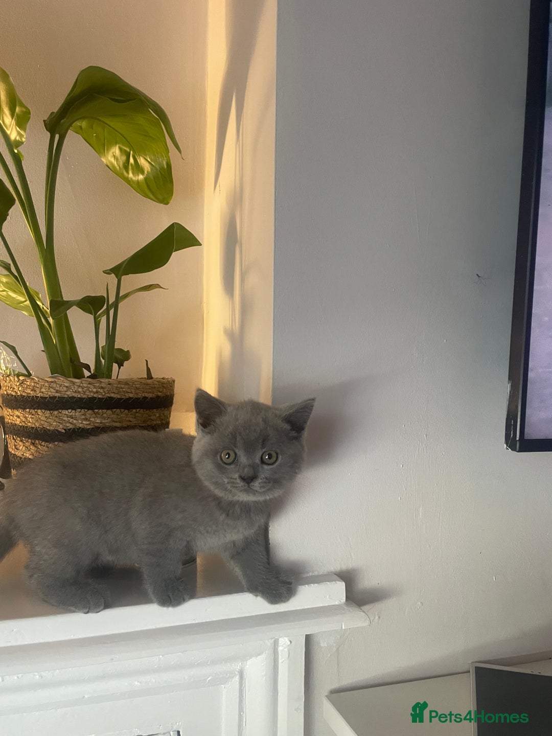 British Shorthair cats for sale: Beautiful British short hair kittens  - Image 18