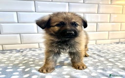 German Shepherd dogs for sale: KC Registered German Shepard Babies 🐾🐾🐾 - Image 11