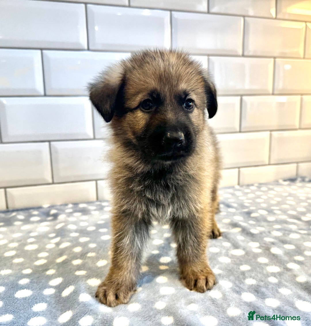 German Shepherd dogs for sale: KC Registered German Shepard Babies 🐾🐾🐾 - Image 11