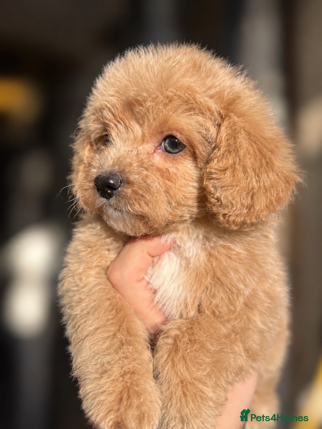 Maltipoo dogs for sale: DNA Clear & KC reg parents  - Advert 2