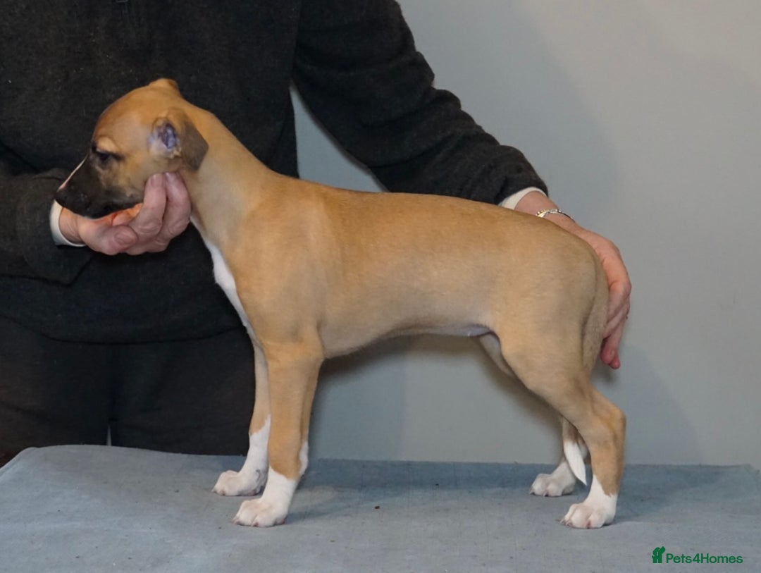 Whippet dogs for sale: Quality show/ Lure coursing girl - Advert 6