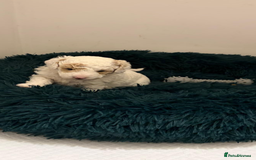 Toy Poodle dogs for sale: Beautiful phanotom toy poodle boys  - Advert 5