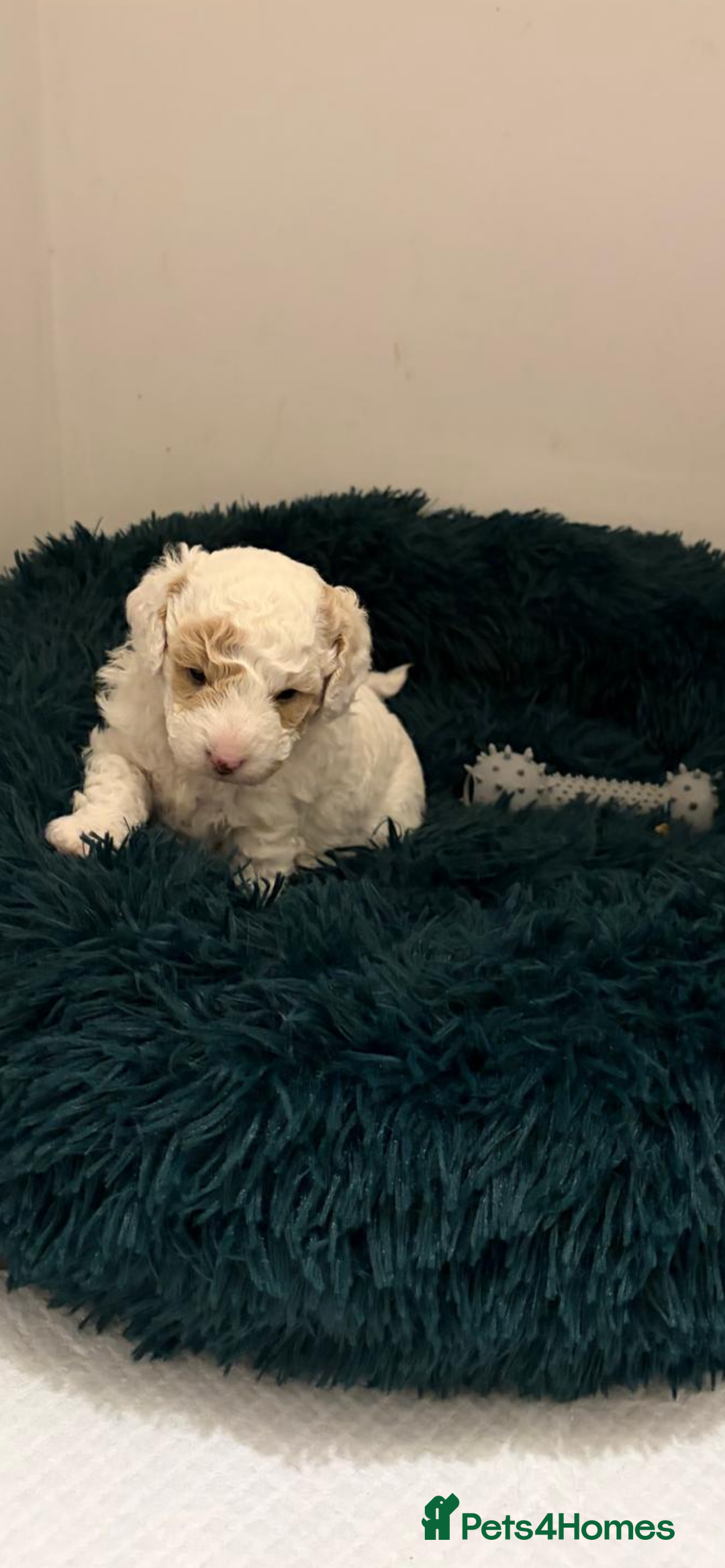 Toy Poodle dogs for sale: Beautiful phanotom toy poodle boys  - Advert 5