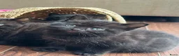 British Shorthair cats for sale: 🐾Beautiful Black British Shorthair Cross Kittens - Advert 3