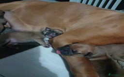 Mixed Breed dogs for sale: Bullmastiff X Puppies - Image 3