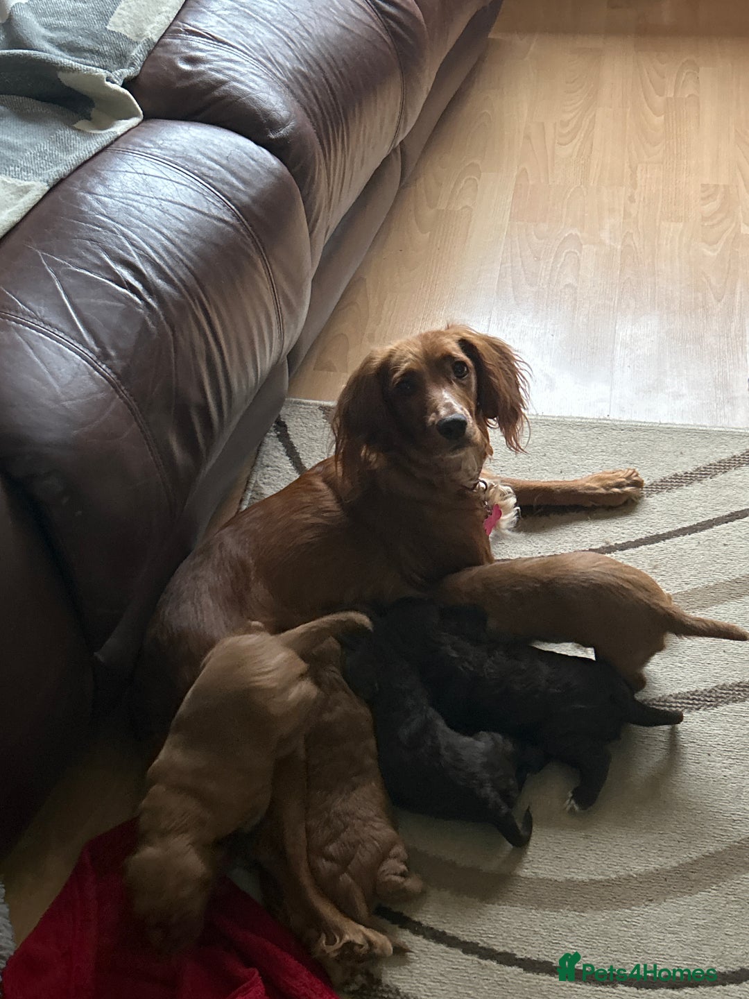 Cocker Spaniel dogs for sale: KC registered Cocker spaniel puppies  - Image 1