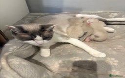 Ragdoll cats for sale: Part bred ragdolls  - Image 5