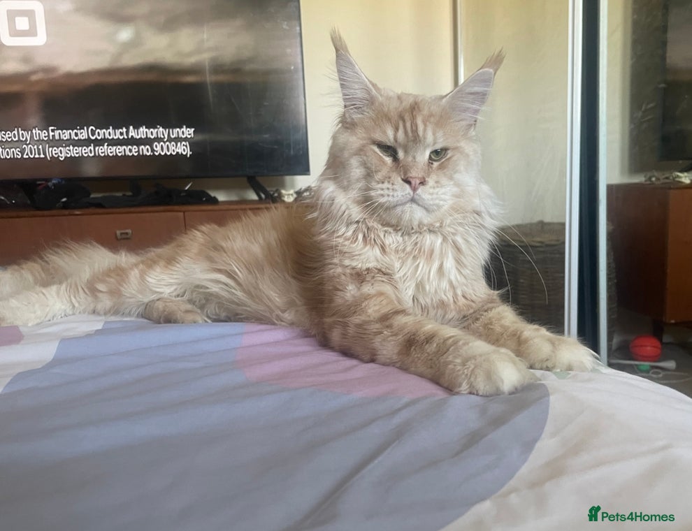 Maine Coon cats Cream TICA registered maine coon for stud  - Advert 23