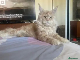 Maine Coon cats Cream TICA registered maine coon for stud - Advert 23