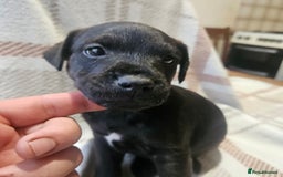 Mixed Breed dogs for sale: Patterdale/ fell terriers/ lakeland  - Image 16