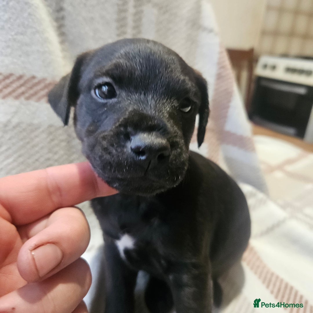 Mixed Breed dogs for sale: Patterdale/ fell terriers/ lakeland  - Image 16