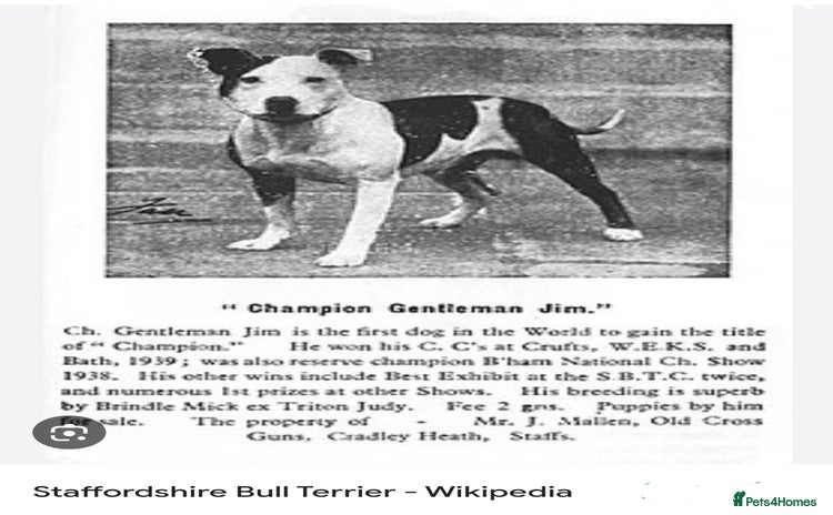 Staffordshire Bull Terrier dogs in Plymouth - Advert 7