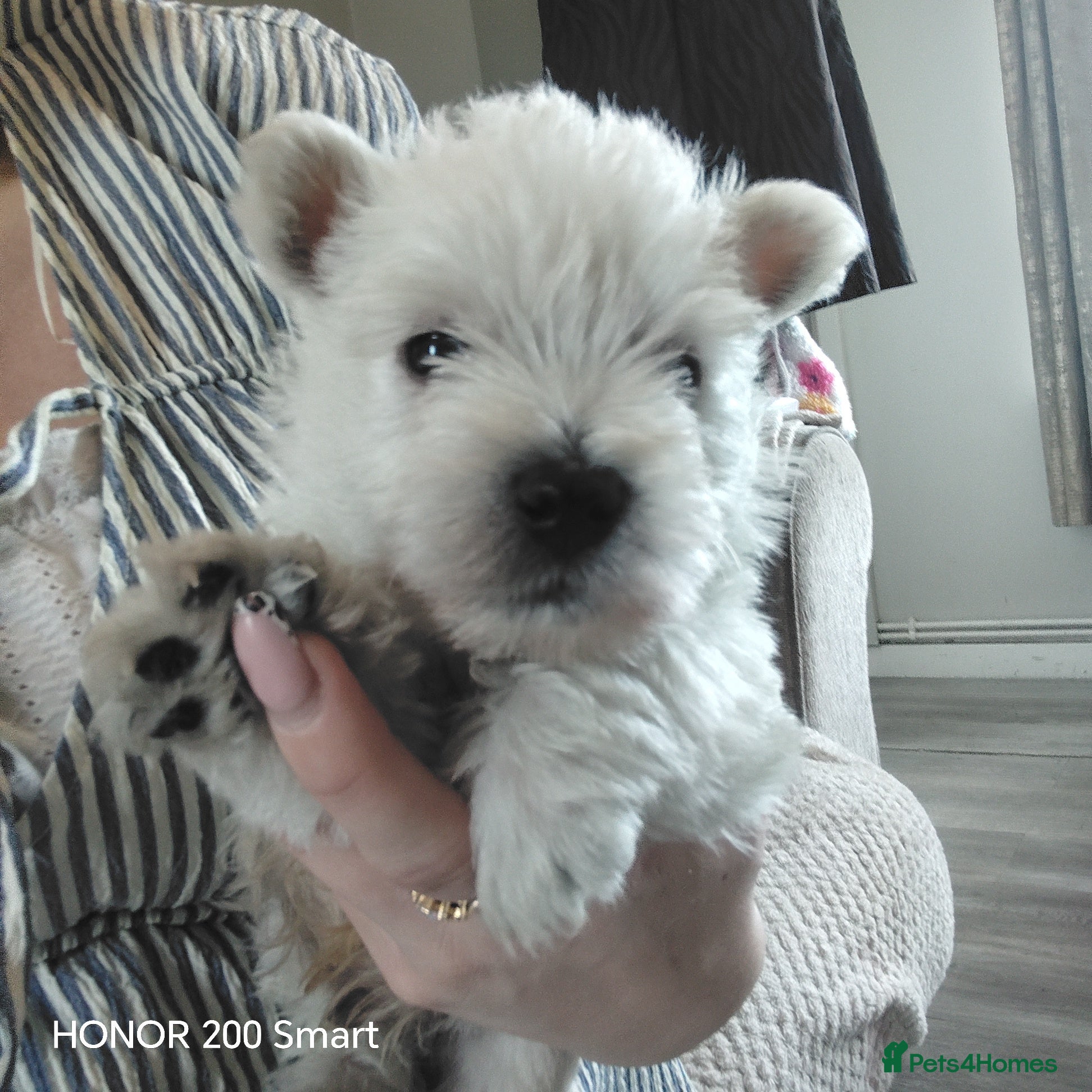 West Highland Terrier dogs 1 FEMALE LEFT Beautiful west highland terriers  - Advert 2
