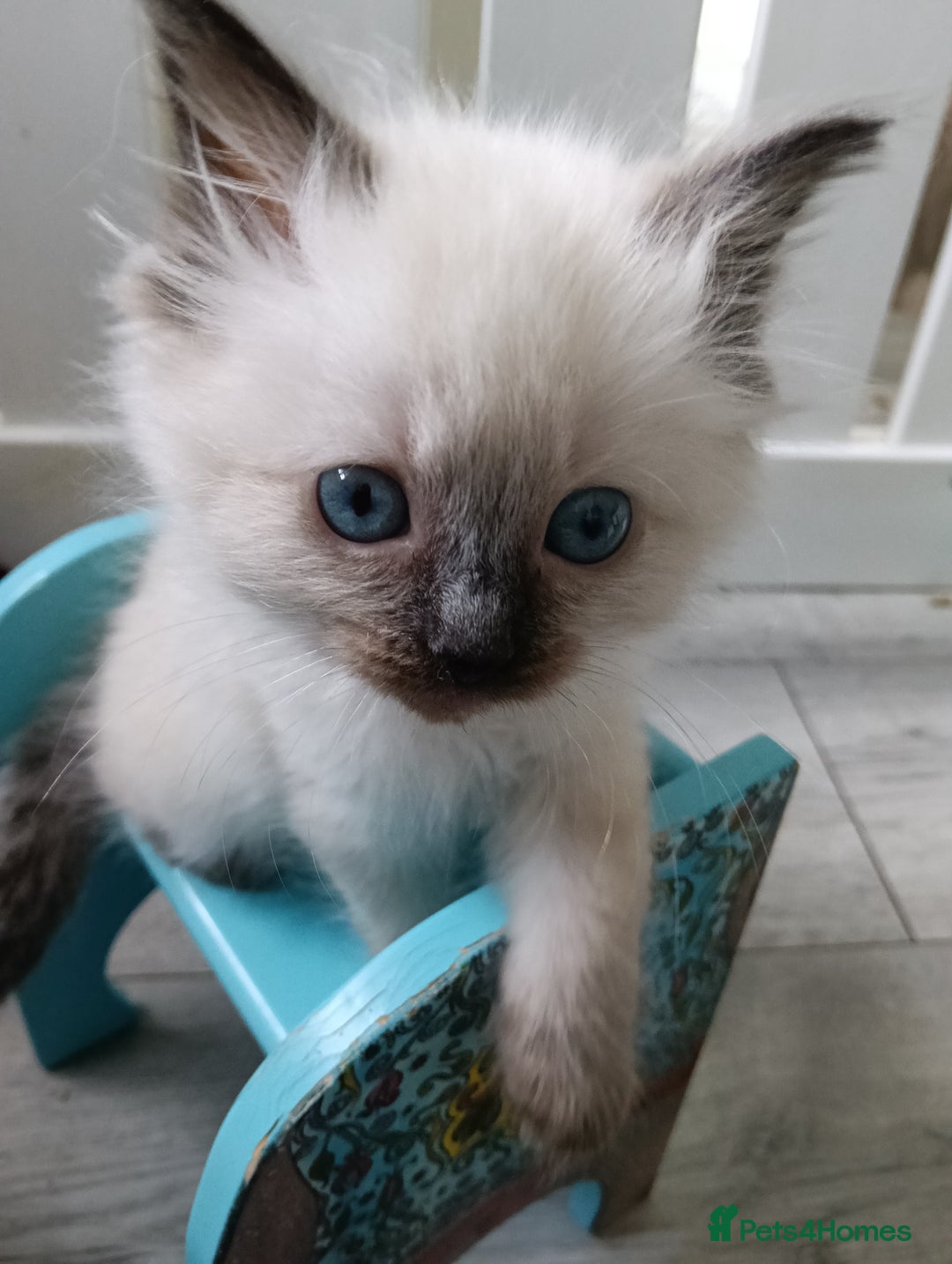 Ragdoll cats for sale: GCCF Reg'd Seal and Chocolate Ragdolls ready July  - Image 20