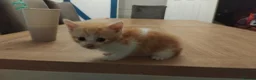 Mixed Breed cats for sale: 1 male and 2 female ginger kittens  - Advert 5