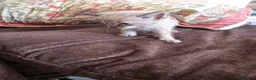 Mixed Breed cats for sale: Bengal cross kittens  - Advert 5