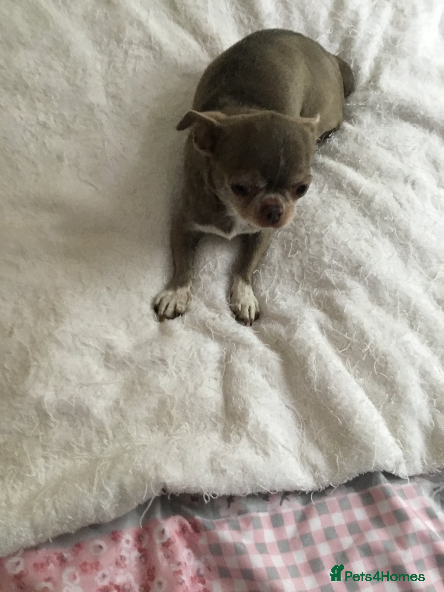 Chihuahua Puppies for sale in Cheltenham, Gloucestershire | Pets4Homes