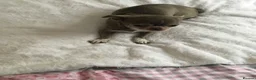 Chihuahua dogs for sale: Male chihuahua puppy  in Birmingham - Advert 2
