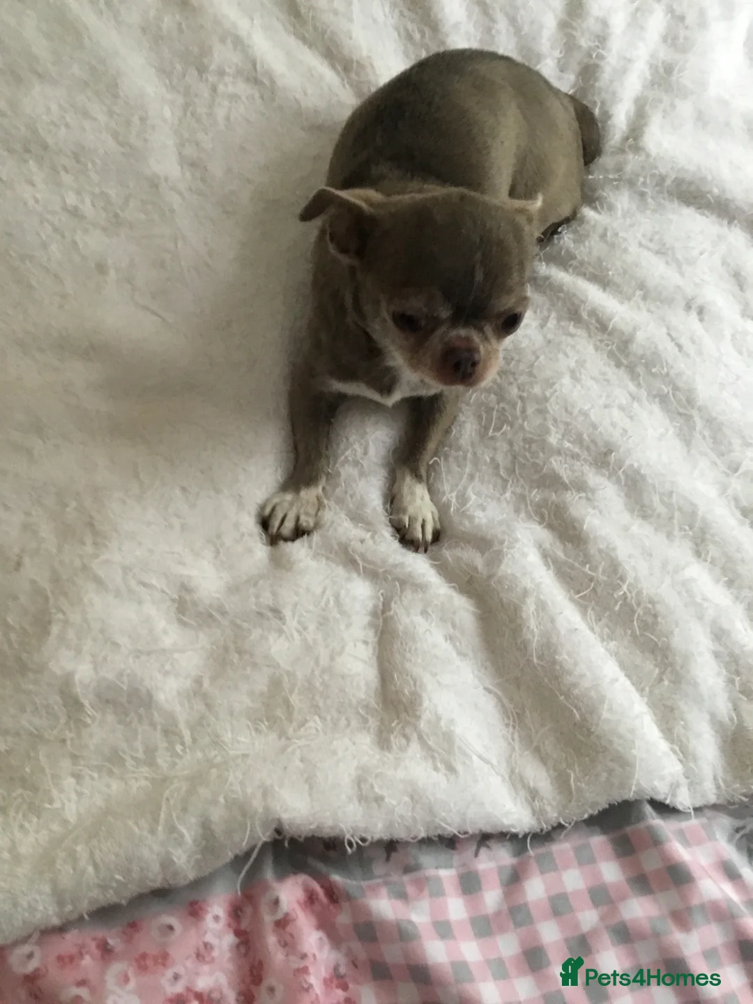 Chihuahua dogs for sale: Male chihuahua puppy  in Birmingham - Advert 2