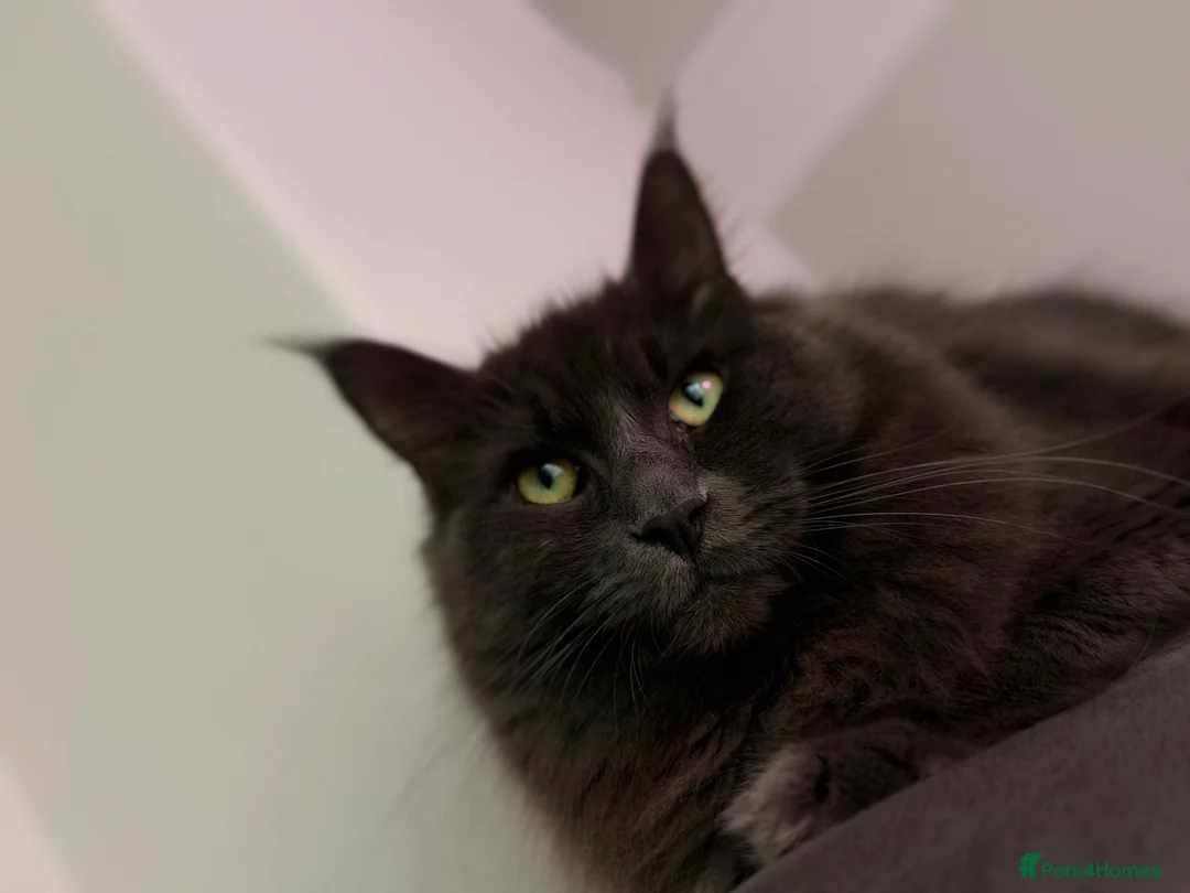 Maine Coon cats for sale: Blue smoke Maine coon  in Mansfield - Advert 2