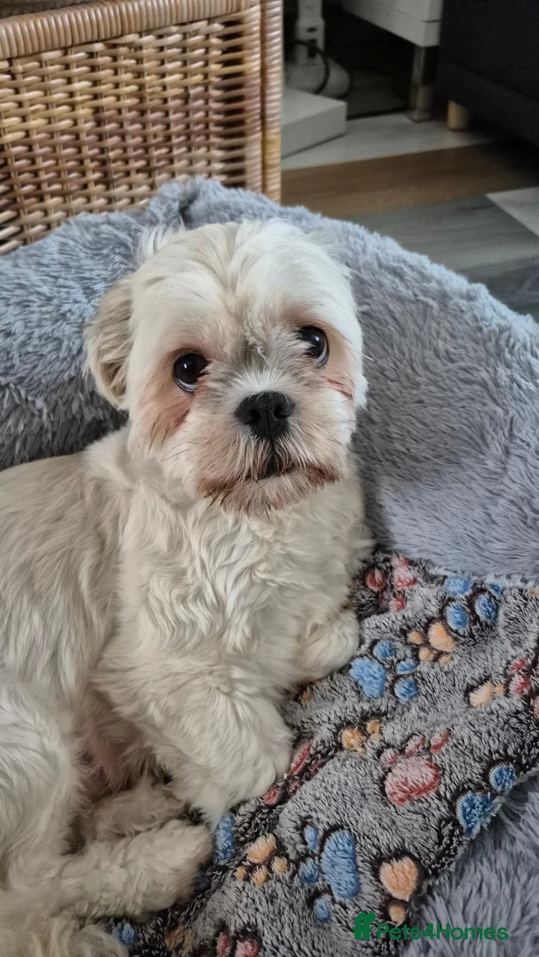 Lhasa Apso dogs for sale: Beautiful Lhasa Apso Puppies - 2 Boys 2 Girls in Ellesmere Port - Advert 1
