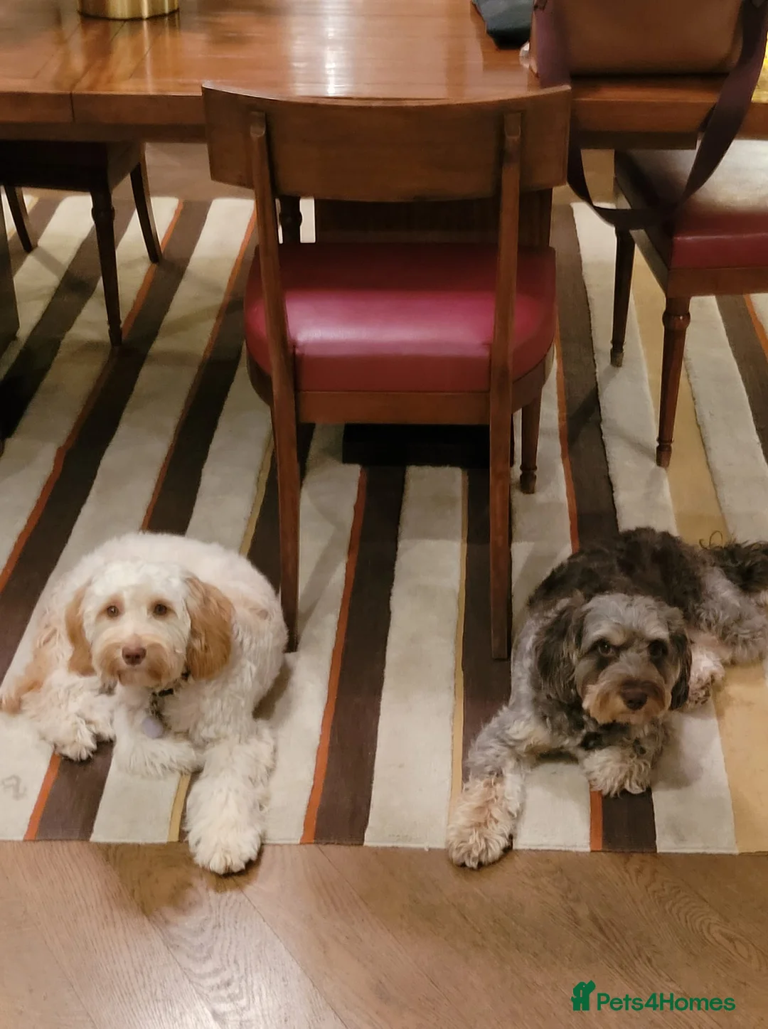 Cockapoo dogs for stud: Ross  - Advert 7