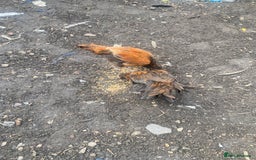 Chickens poultry for sale: 2 Aseel chicks and 2 Easteregger cockerel for sale - Advert 12