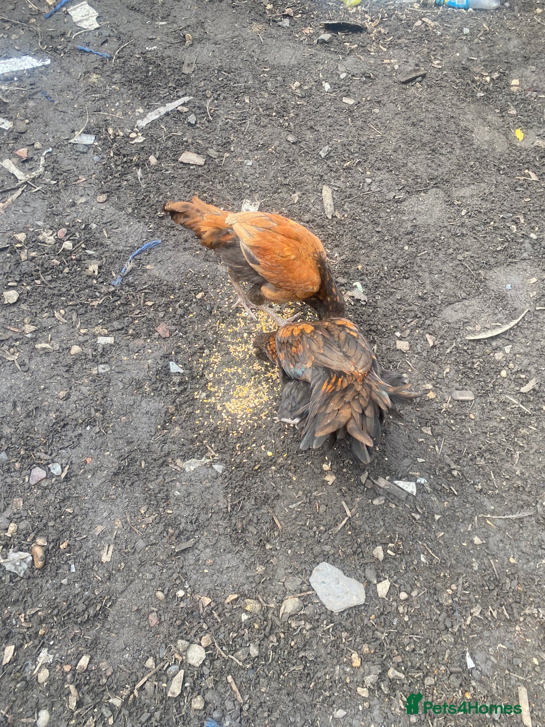 Chickens poultry for sale: 2 Aseel chicks and 2 Easteregger cockerel for sale - Advert 12