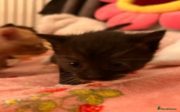 Domestic Shorthair cats for sale: 3 kittens for sale  - Image 7