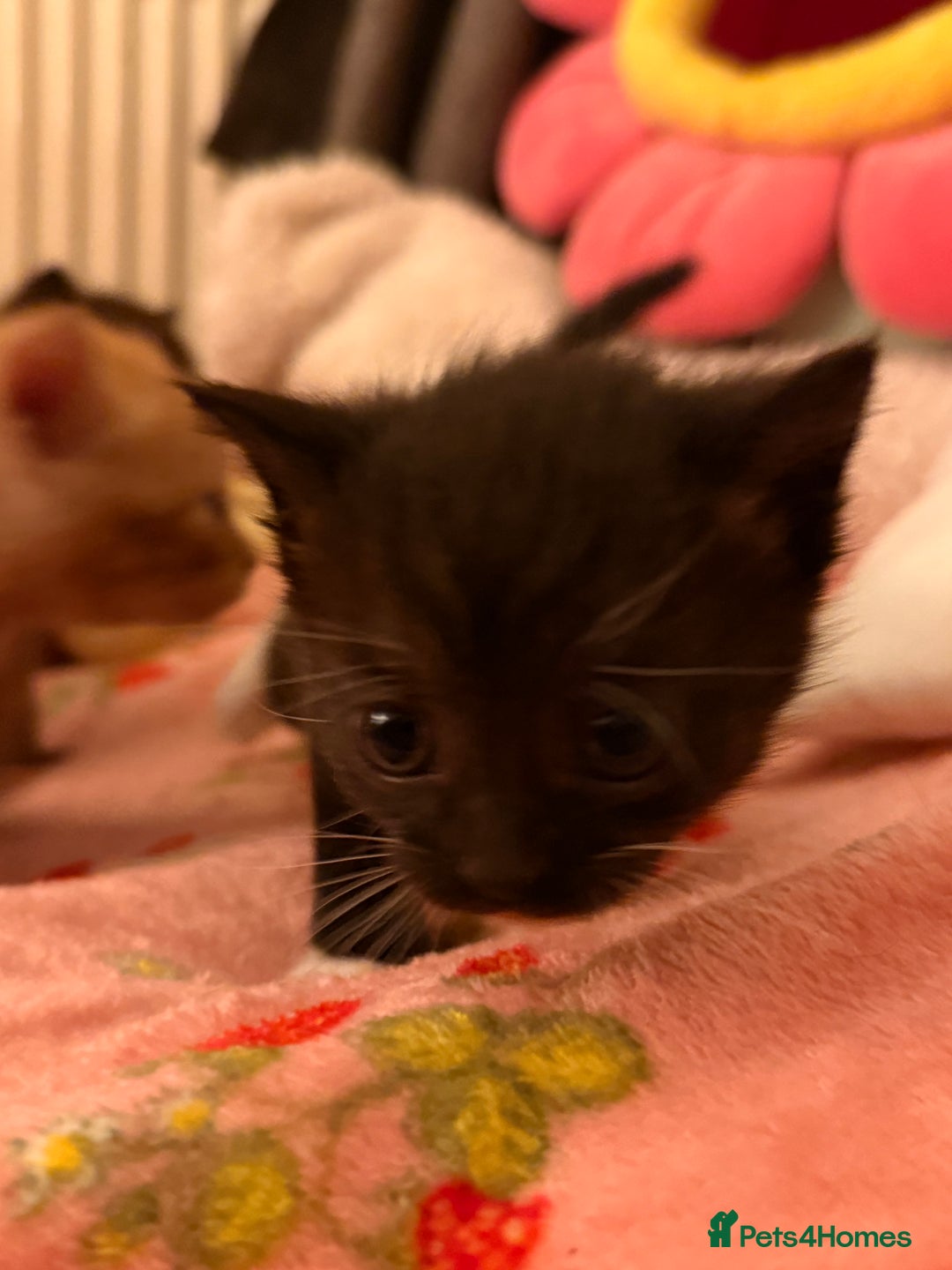 Domestic Shorthair cats for sale: 3 kittens for sale  - Image 7