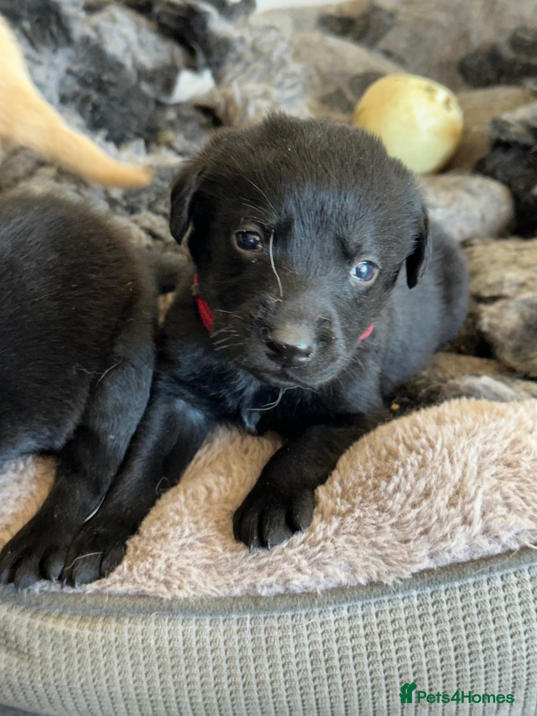 Labrador Retriever dogs for sale: Health tested kc reg puppies  - Image 6