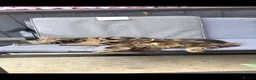 Mixed Breed cats for sale: Beautiful cats  - Advert 2