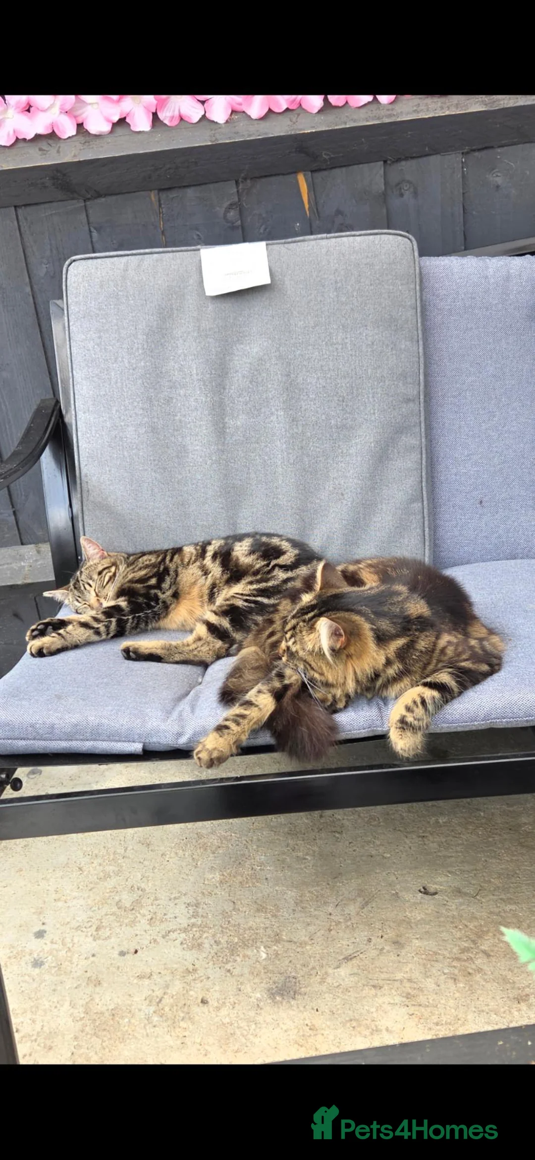 Mixed Breed cats for sale: Beautiful cats  - Advert 2