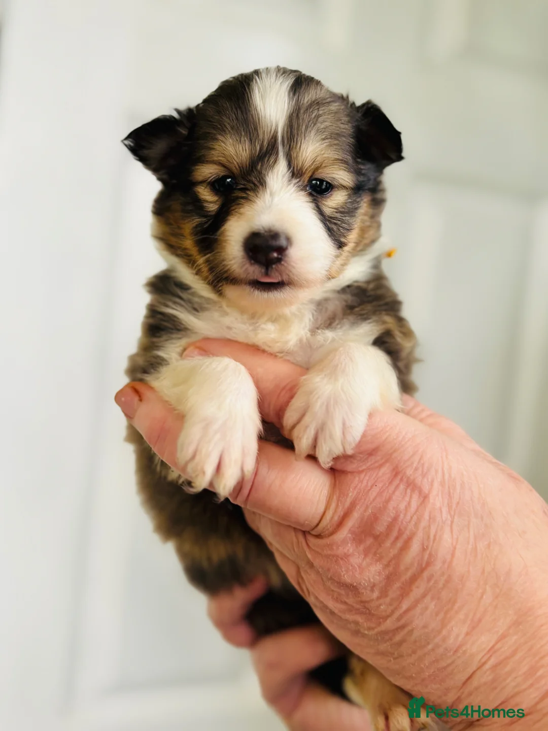 Shetland Sheepdog dogs for sale: sable and white Shetland sheepdog puppies  - Advert 1