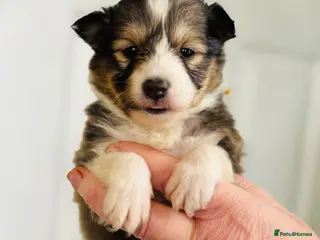 Shetland Sheepdog dogs sable and white Shetland sheepdog puppies - Advert 15