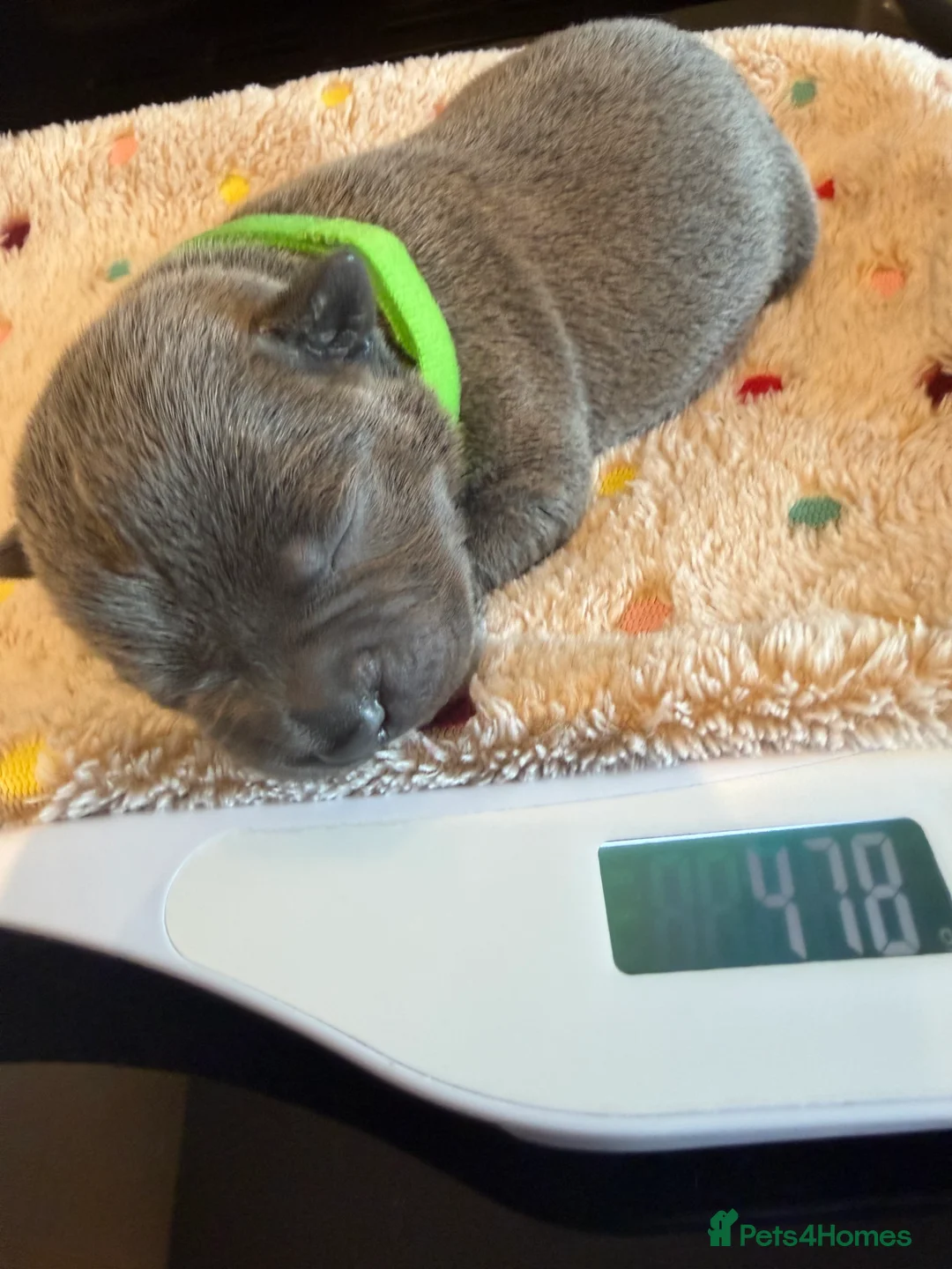 Staffordshire Bull Terrier dogs for sale: Blue Staffordshire bull terrier puppies. in Stroud - Advert 41